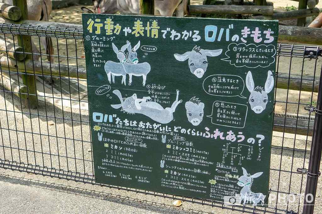到津の森公園ロバ