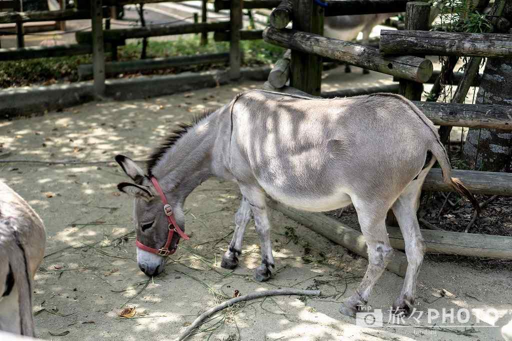 到津の森公園ロバ