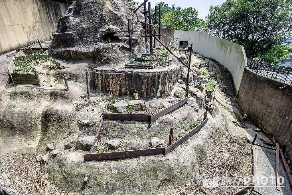 到津の森公園ニホンザル