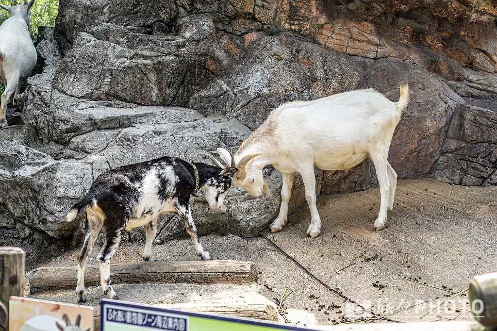 到津の森公園やぎ