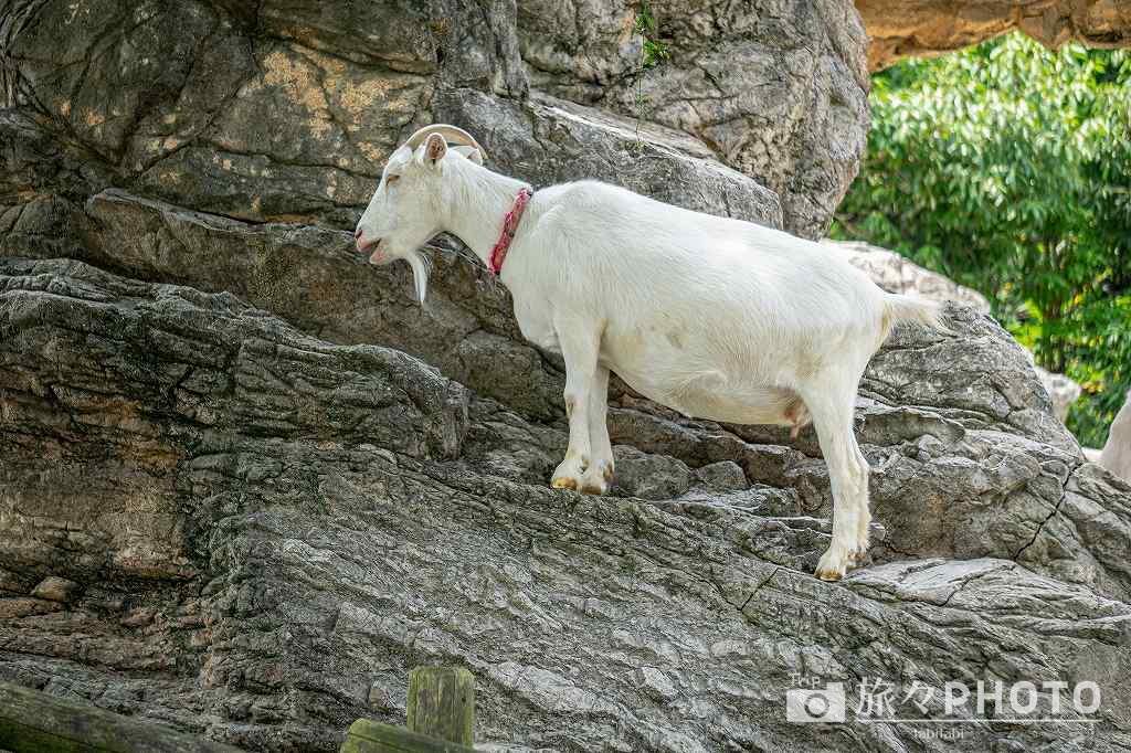 到津の森公園やぎ