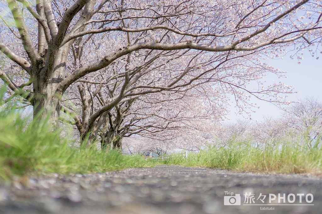 草場川の桜並木