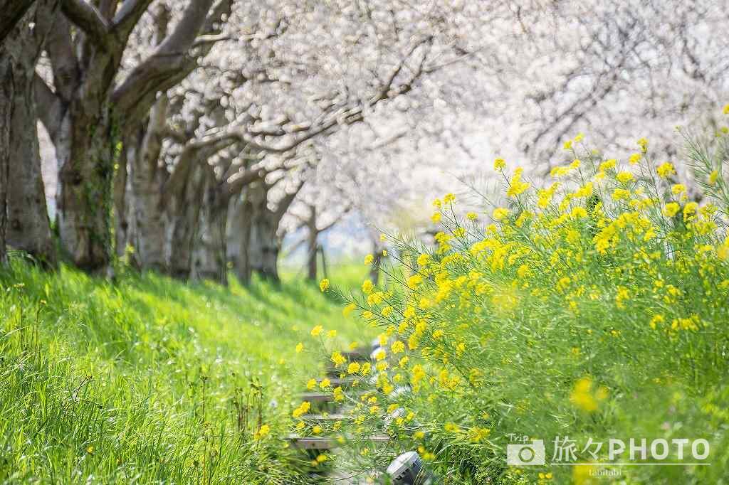 草場川の桜並木に咲く菜の花