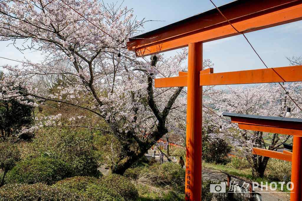 浮羽稲荷神社の桜