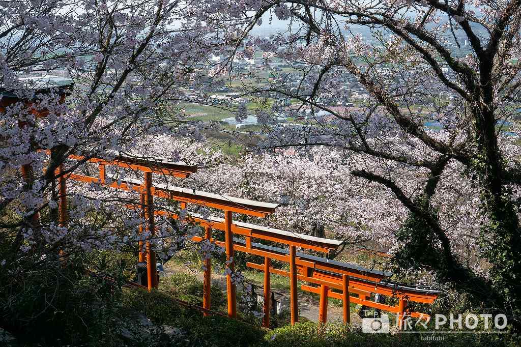 浮羽稲荷神社の桜