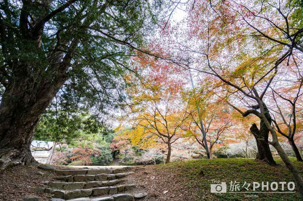 秋月城跡の紅葉スポットを紹介 紅葉と黒門のコラボが綺麗 旅々photo