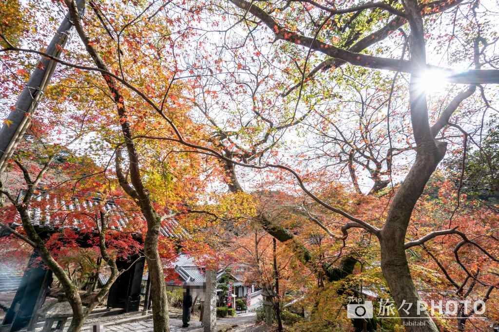 秋月城跡の紅葉