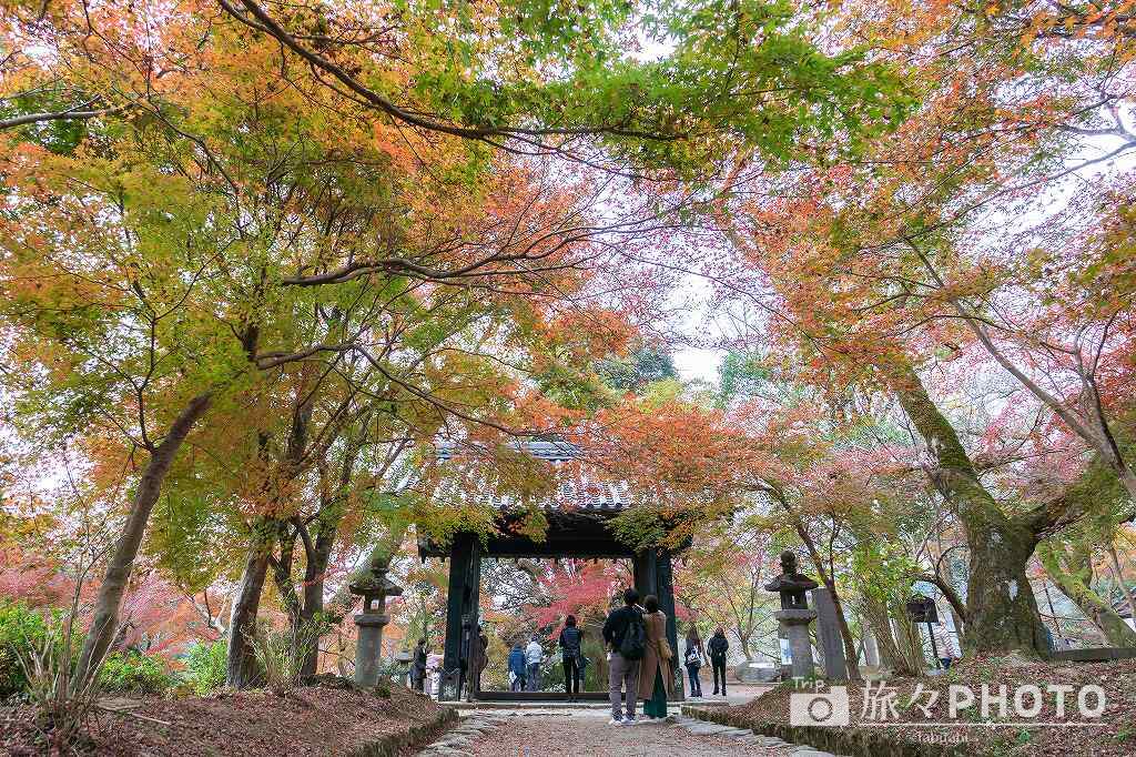 秋月城跡の黒門の紅葉