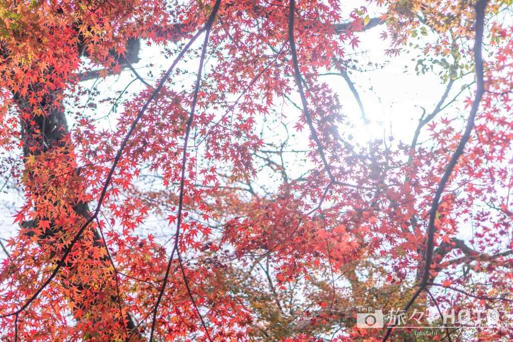 秋月城跡の紅葉