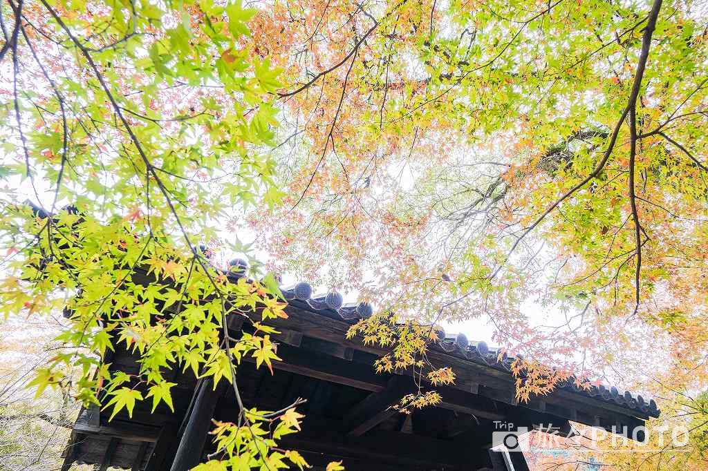 秋月城跡の黒門