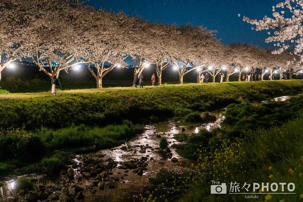 草場川の桜並木のライトアップ