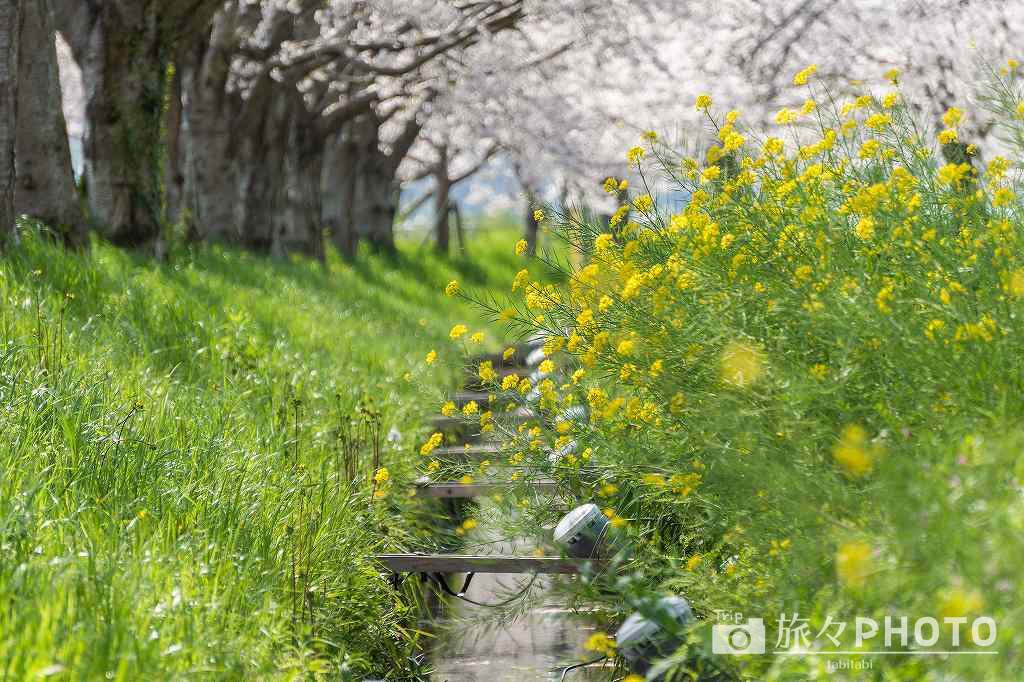 草場川の桜並木の菜の花