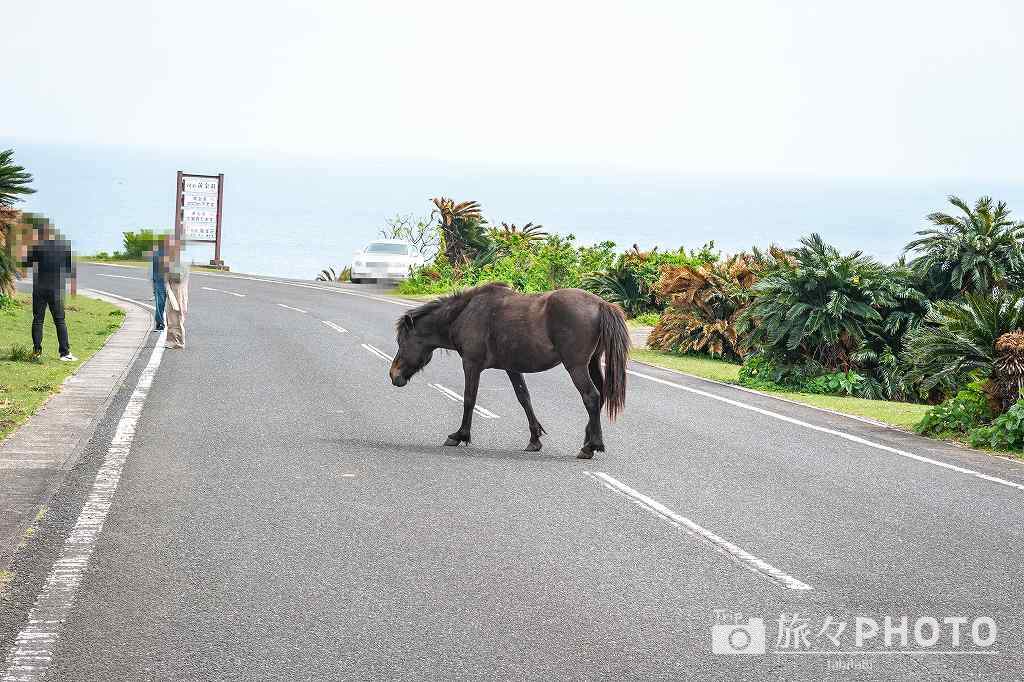 都井岬観光交流館PAKALAPAKA（パカラパカ）前に来た御崎馬