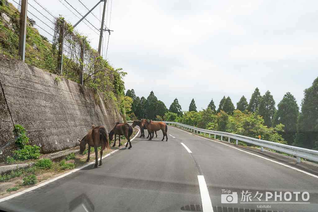 都井岬の観光スポット①野生の馬（小松ヶ丘・扇山）