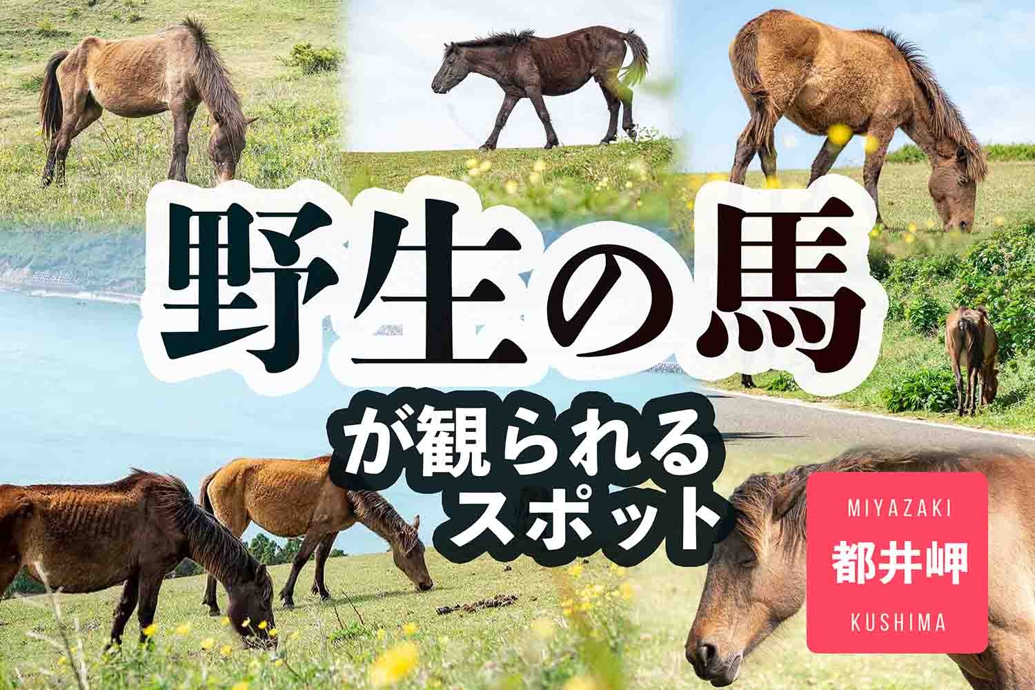 都井岬の野生の馬