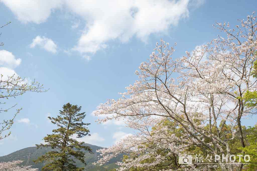 秋月城跡の桜
