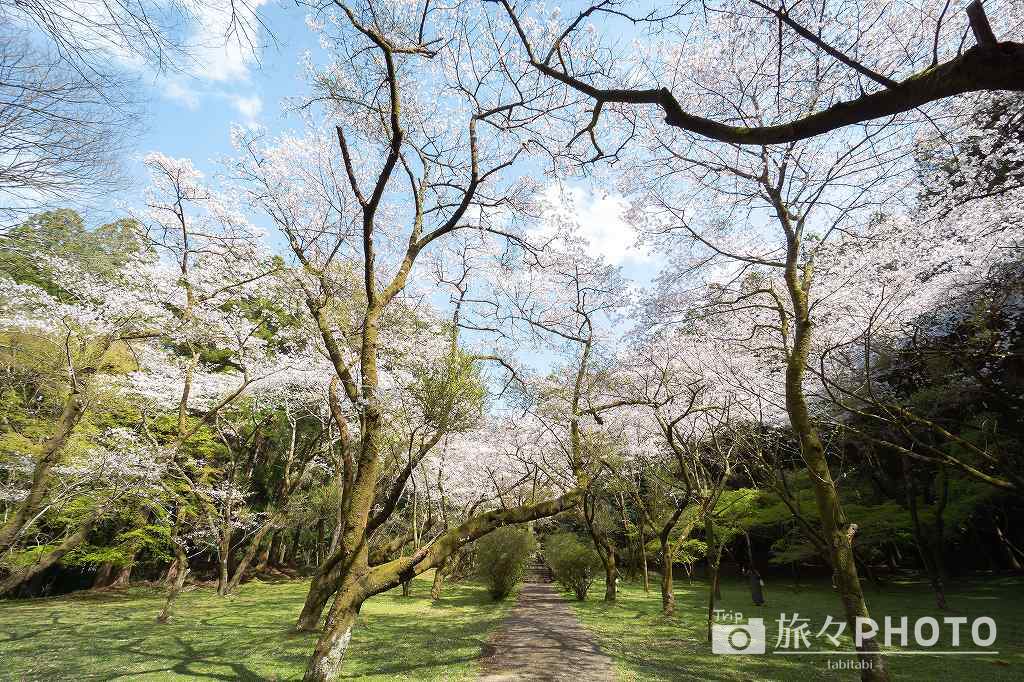 秋月城跡の桜