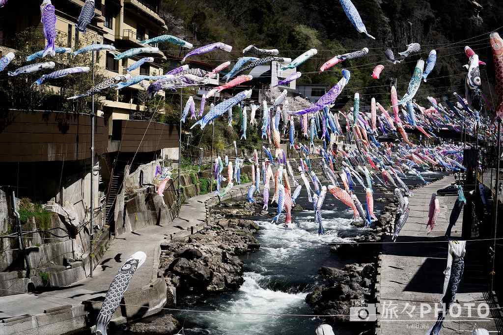 杖立温泉 鯉のぼり祭り 紅葉橋