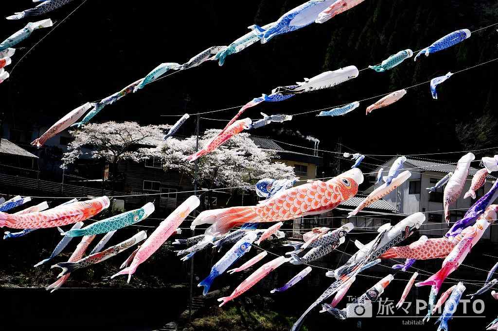 杖立温泉 鯉のぼり祭り 桜との共演