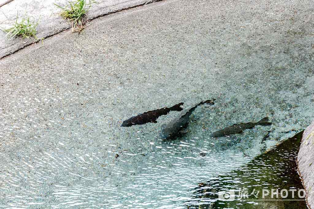 雄川の滝の滝壺にいる魚