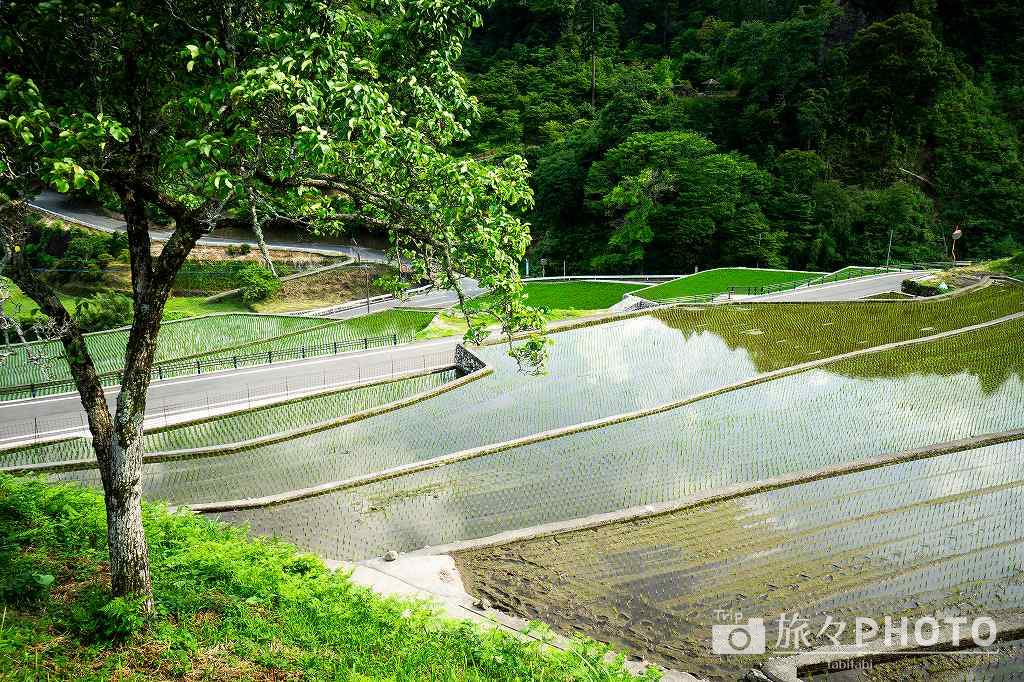 竹地区の棚田