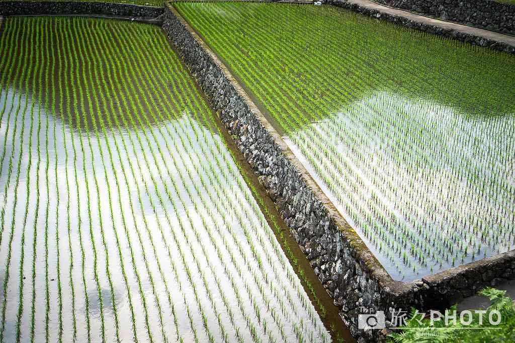 竹地区の棚田 石積み