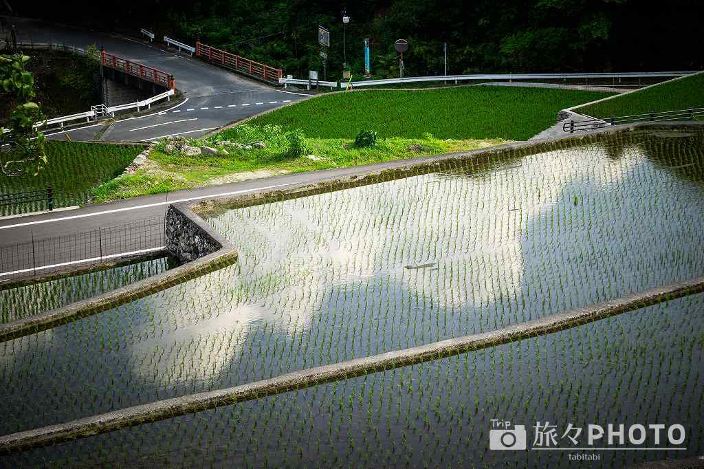 竹地区の棚田 水面に映る青空