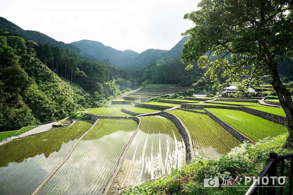 竹地区の棚田